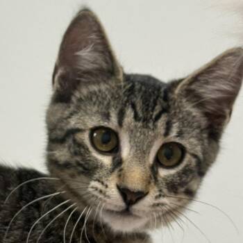 Austin -  Domestic Short Hair Cat for Adoption in Falls Church, Virginia - Austin | PetCurious