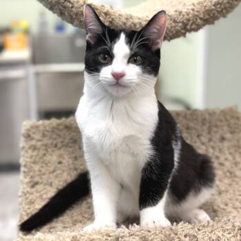 Rescue Domestic Short Hair Cats for Adoption in Durango, Colorado - Moo | PetCurious