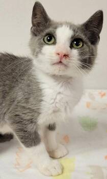 Cream Cheese -  Domestic Short Hair Cat for Adoption in Eugene, Oregon - Cream Cheese | PetCurious