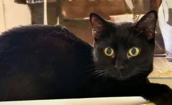 Domestic Short Hair Cats Available for Adoption - Winnie | PetCurious