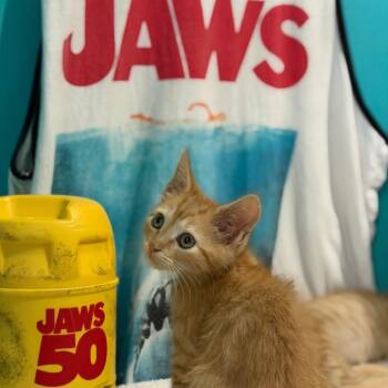 Jaws -  Domestic Short Hair Cat for Adoption in Brownsboro, Alabama - Jaws | PetCurious