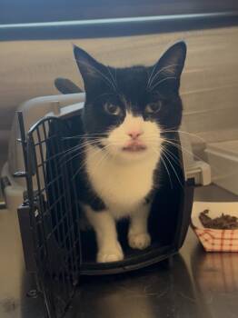 Cookie Monster -  Domestic Short Hair Cat for Adoption in Stratham, New Hampshire - Cookie Monster | PetCurious