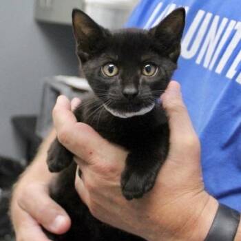Sugar -  Domestic Short Hair Cat for Adoption in Birmingham, Alabama - Sugar | PetCurious