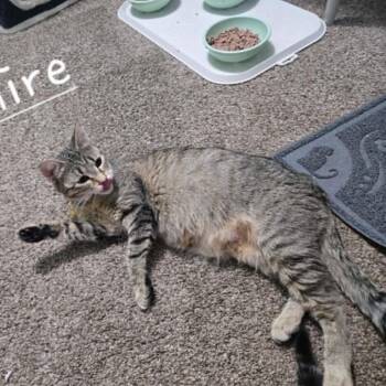 Sapphire C26-031 -  Domestic Short Hair Cat for Adoption in Elbow Lake, Minnesota - Sapphire C26-031 | PetCurious