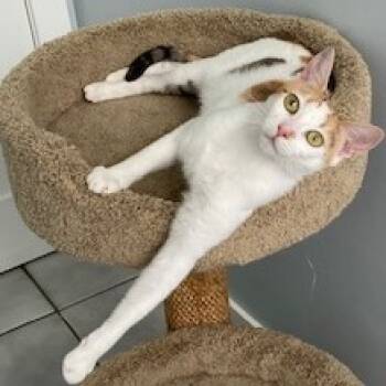 Rescue Domestic Short Hair Cats for Adoption in Los Angeles, California - Roux | PetCurious