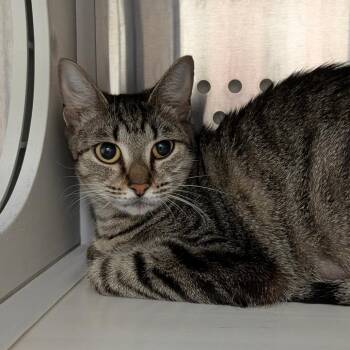 Domestic Short Hair Cats Available for Adoption in Salt Lake City, Utah - Katydid | PetCurious