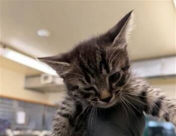 CORAZON -  Domestic Short Hair Cat for Adoption in Fremont, California - CORAZON | PetCurious
