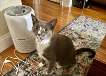 Rescue Domestic Short Hair Cats for Adoption - Rocco | PetCurious