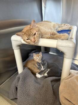 Liberty -  Domestic Short Hair Cat for Adoption in Vernon Township, New Jersey - Liberty | PetCurious
