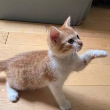 Domestic Short Hair Cats Available for Adoption in Charlottesville, Virginia - Lightning Bug | PetCurious