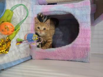 Rescue Domestic Short Hair Cats for Adoption in Reeseville, Wisconsin - Hobbes | PetCurious