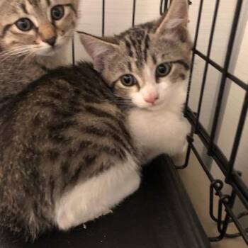 Ravi -  Domestic Short Hair Cat for Adoption - Ravi | PetCurious
