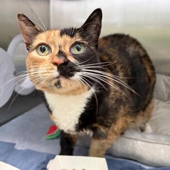 HONEY -  Domestic Short Hair Cat for Adoption in Barnstable, Massachusetts - HONEY | PetCurious