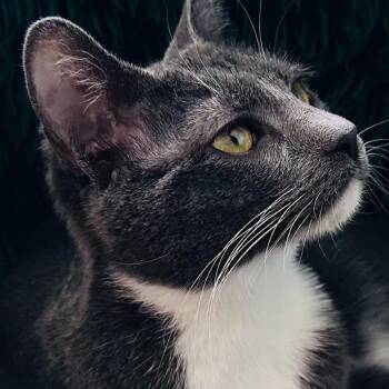 Rescue Domestic Short Hair Cats for Adoption in Tulsa, Oklahoma - Katya (Katy) | PetCurious