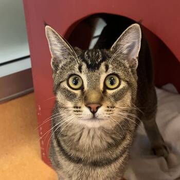 Tabby Cats Available for Adoption - Badger | PetCurious