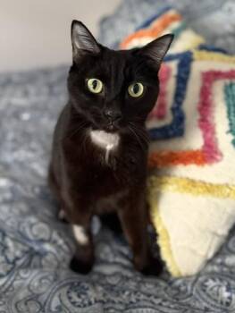 CHRISTOPHER ROBIN -  Domestic Short Hair Cat for Adoption in Louisville, Kentucky - CHRISTOPHER ROBIN | PetCurious