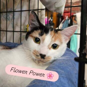 Flower Power -  Domestic Short Hair Cat for Adoption in Candler, North Carolina - Flower Power | PetCurious