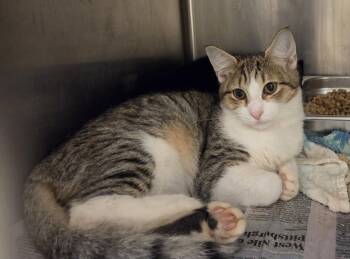 FRITO -  Domestic Short Hair Cat for Adoption in Hagerstown, Maryland - FRITO | PetCurious