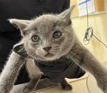 Rescue Domestic Medium Hair Cats for Adoption in Fremont, California - GUS | PetCurious