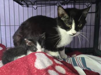 Beatrice -  Domestic Short Hair Cat for Adoption in Dickson, Tennessee - Beatrice | PetCurious