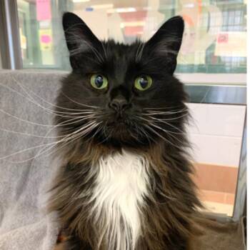 Karam -  Domestic Long Hair Cat for Adoption in Madison, Wisconsin - Karam | PetCurious