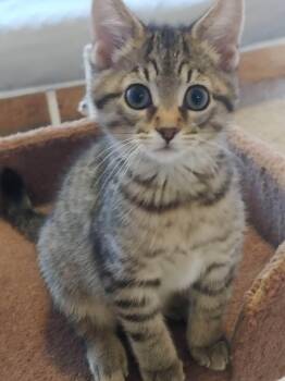 Phara -  Domestic Short Hair Cat for Adoption in Wheaton, Illinois - Phara | PetCurious