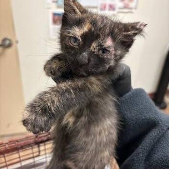 Barbie Girl -  Domestic Short Hair Cat for Adoption in Austin, Texas - Barbie Girl | PetCurious