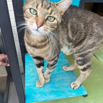 Emmie -  Domestic Short Hair Cat for Adoption in Brownsboro, Alabama - Emmie | PetCurious