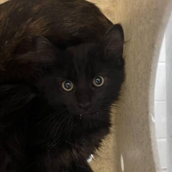 Rocket -  Domestic Medium Hair Cat for Adoption in Reno, Nevada - Rocket | PetCurious