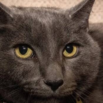 Totoro (Dexter-Silver) -  Domestic Short Hair Cat for Adoption in Santa Fe, Texas - Totoro (Dexter-Silver) | PetCurious