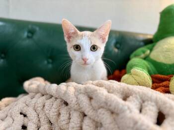 Krispin Noodles -  Tabby and Domestic Short Hair Cat for Adoption in Friendswood, Texas - Krispin Noodles | PetCurious