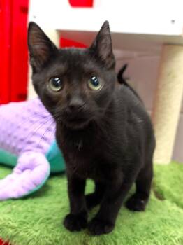 Domestic Short Hair Cats Available for Adoption - Messi | PetCurious