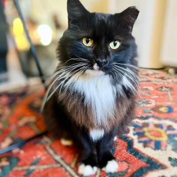 Domestic Long Hair Cats Available for Adoption - Kathryn | PetCurious