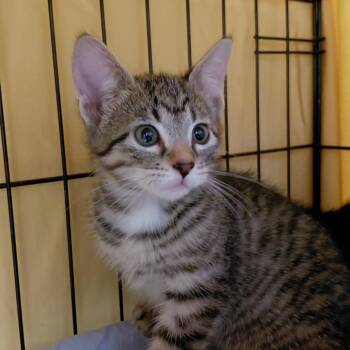 Sky -  Domestic Short Hair Cat for Adoption in Brighton, Missouri - Sky | PetCurious