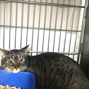 Domestic Short Hair Cats Available for Adoption - Robin | PetCurious