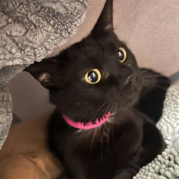 Ranch -  Domestic Short Hair Cat for Adoption in Goleta, California - Ranch | PetCurious