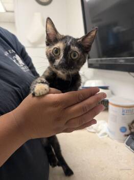 Constance -  Domestic Short Hair Cat for Adoption in Ontario, California - Constance | PetCurious
