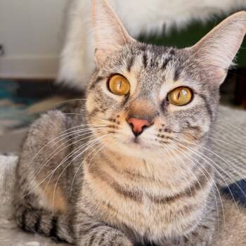 Domestic Short Hair Cats Available for Adoption in Chicago, Illinois - Etta | PetCurious