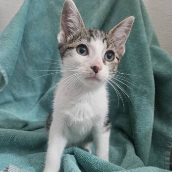 Rescue Domestic Short Hair Cats for Adoption in Brea, California - Fritter | PetCurious