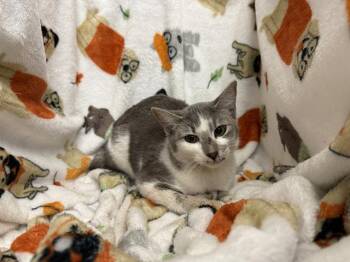Domestic Short Hair Cats Available for Adoption - MISTY | PetCurious