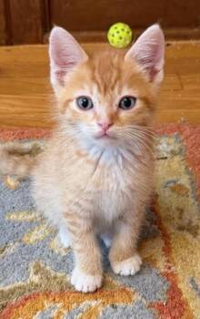 American Shorthair Cats Available for Adoption in Beaverton, Oregon - Val | PetCurious