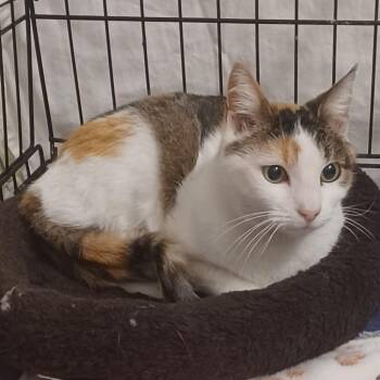 Sophie Frost -  Domestic Short Hair Cat for Adoption in Eagle Mountain, Utah - Sophie Frost | PetCurious