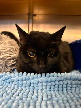 Salem -  Domestic Short Hair Cat for Adoption in Wilmington, North Carolina - Salem | PetCurious