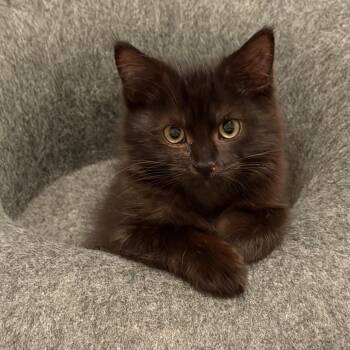 Jellybean Ramishvili -  Domestic Short Hair Cat for Adoption in Merrifield, Virginia - Jellybean Ramishvili | PetCurious