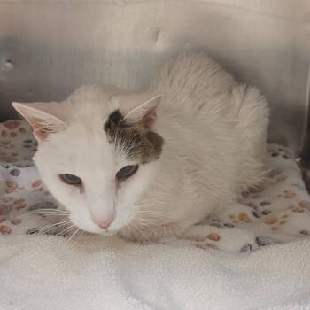 SCFL-Stray-66923 -  Domestic Short Hair Cat for Adoption in Lake Panasoffkee, Florida - SCFL-Stray-66923 | PetCurious
