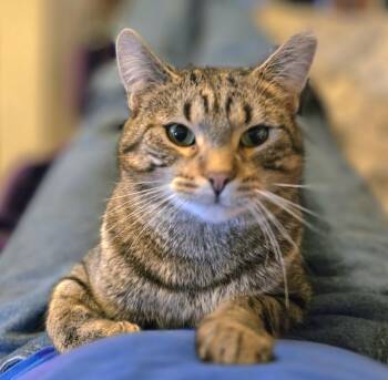 Rescue American Shorthair Cats for Adoption in Oconomowoc, Wisconsin - Chippy | PetCurious