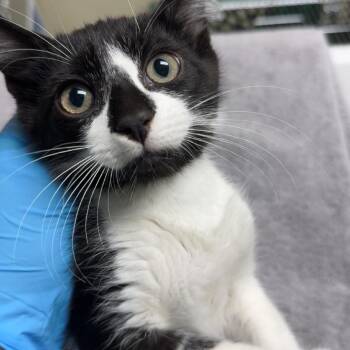 Peter -  Domestic Short Hair Cat for Adoption in Lakewood, Colorado - Peter | PetCurious