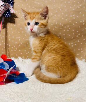 Tuck -  Domestic Short Hair Cat Available for Adoption in Groveland, Massachusetts - Tuck | PetCurious