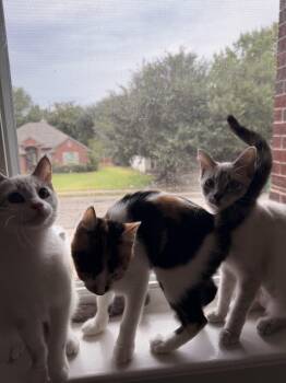 Berlioz Bonfamille -  Siamese Cat for Adoption in Austin, Texas - Berlioz Bonfamille | PetCurious