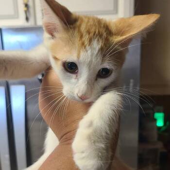 Gambit -  Domestic Short Hair Cat for Adoption in Hemet, California - Gambit | PetCurious